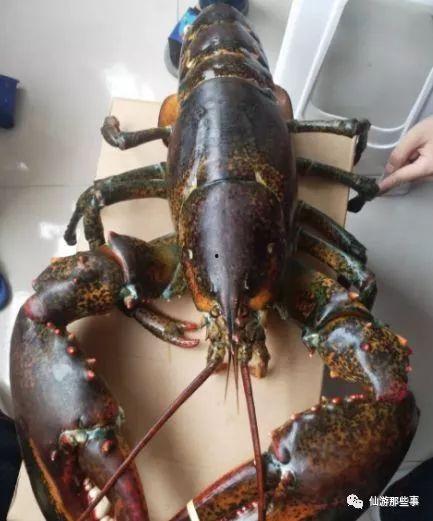 四毛龙虾爆料怎么做视频,揭秘视频制作背后的秘密  第1张